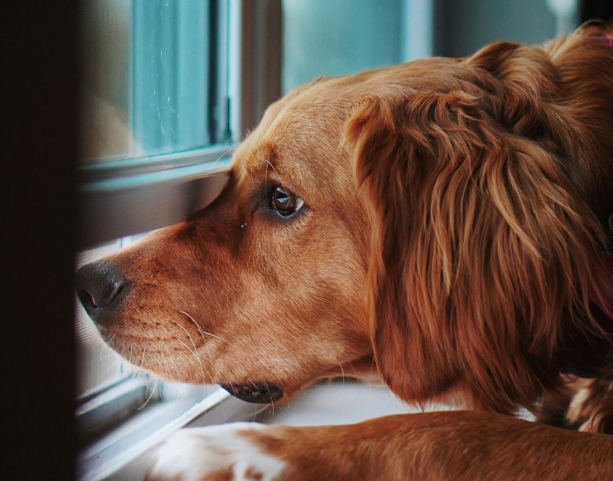 Alleinebleiben - Ohne Trennungsangst 