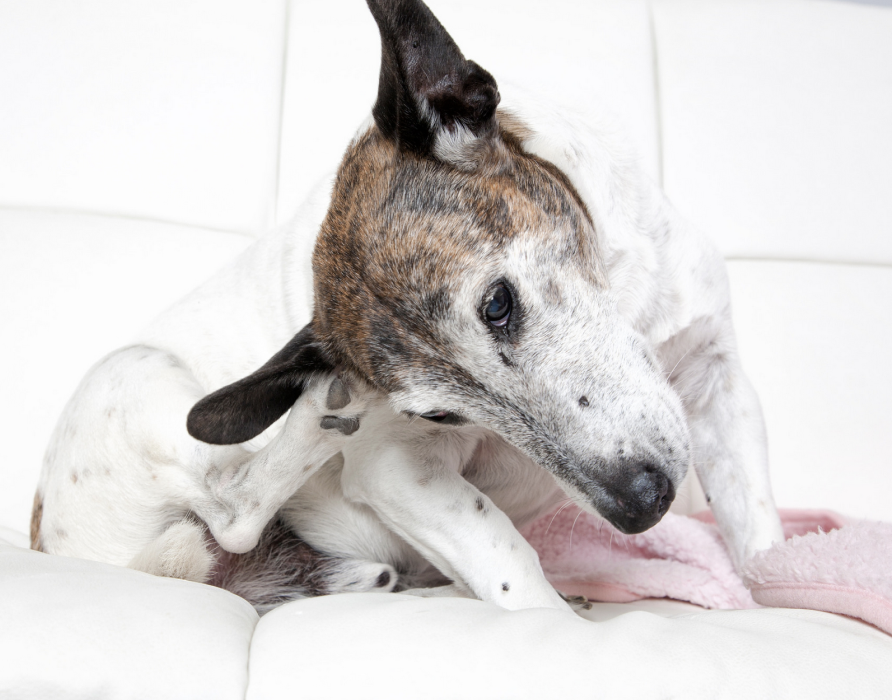 Allergien - den Körper von Innen stärken