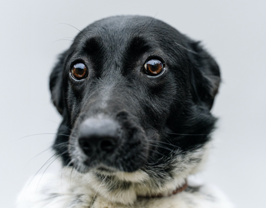Angsthunde - innere Stärkung für jede Situation