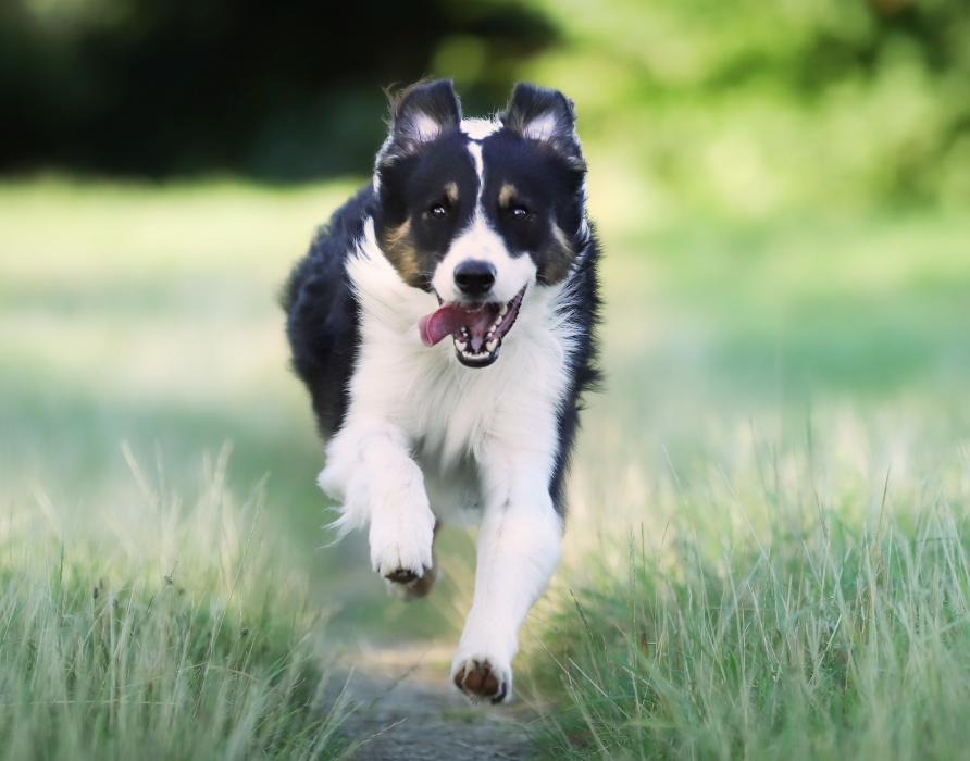 Bewegungsapparat - Mehr Vitalität und Freude im Alltag