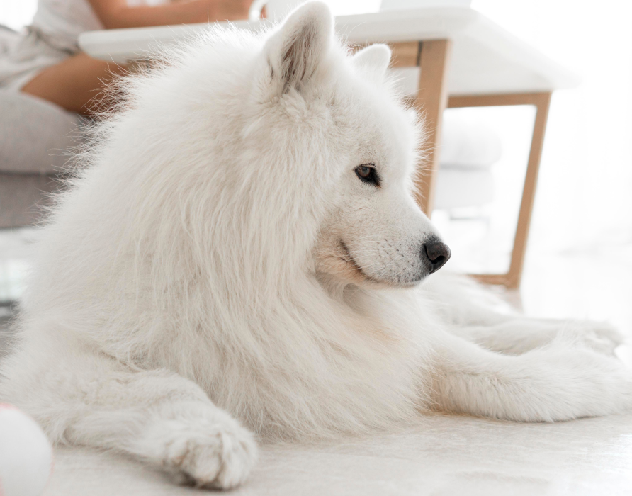 Skin and fur - improvement, relief, strength