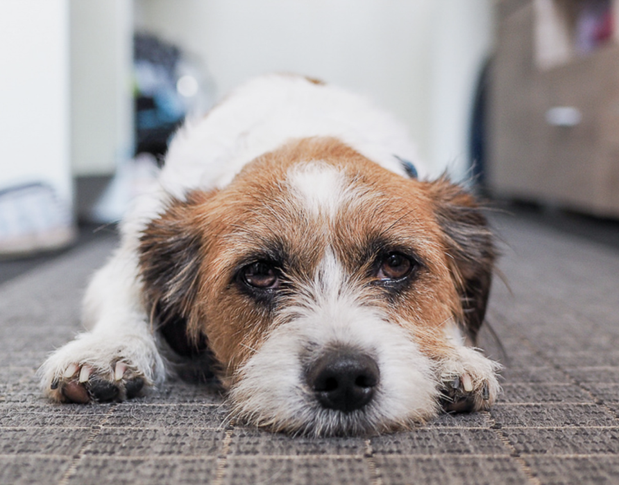 Immune system - prepared for everything