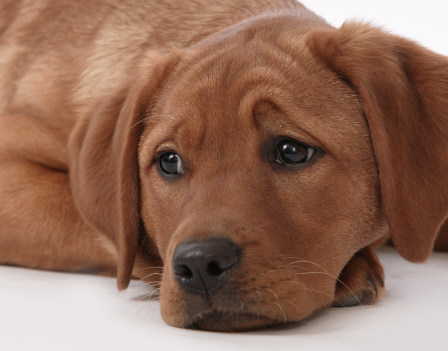 Läufigkeit - Zyklus-Unterstützung für die Hündin 