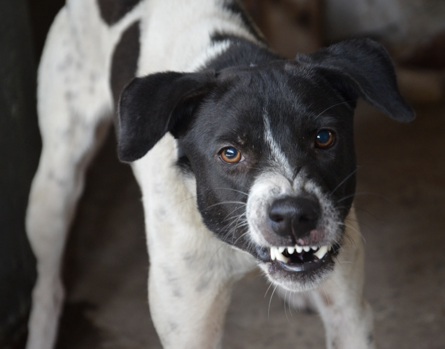 Macho-Mädels - Für Frieden und Harmonie auf der Hundewiese