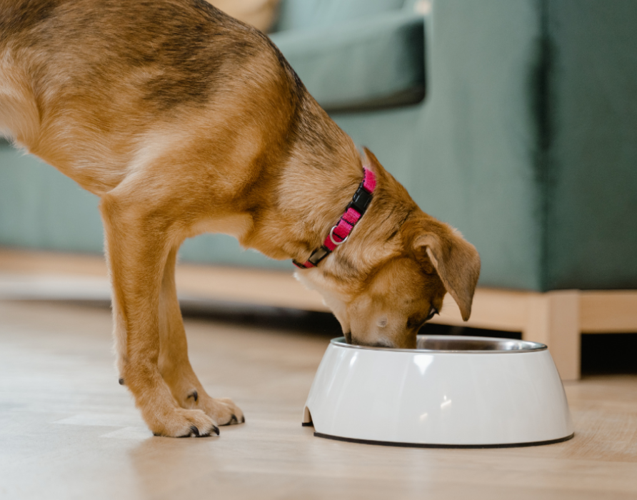 Magen und Darm - Wohltuend und regulierend