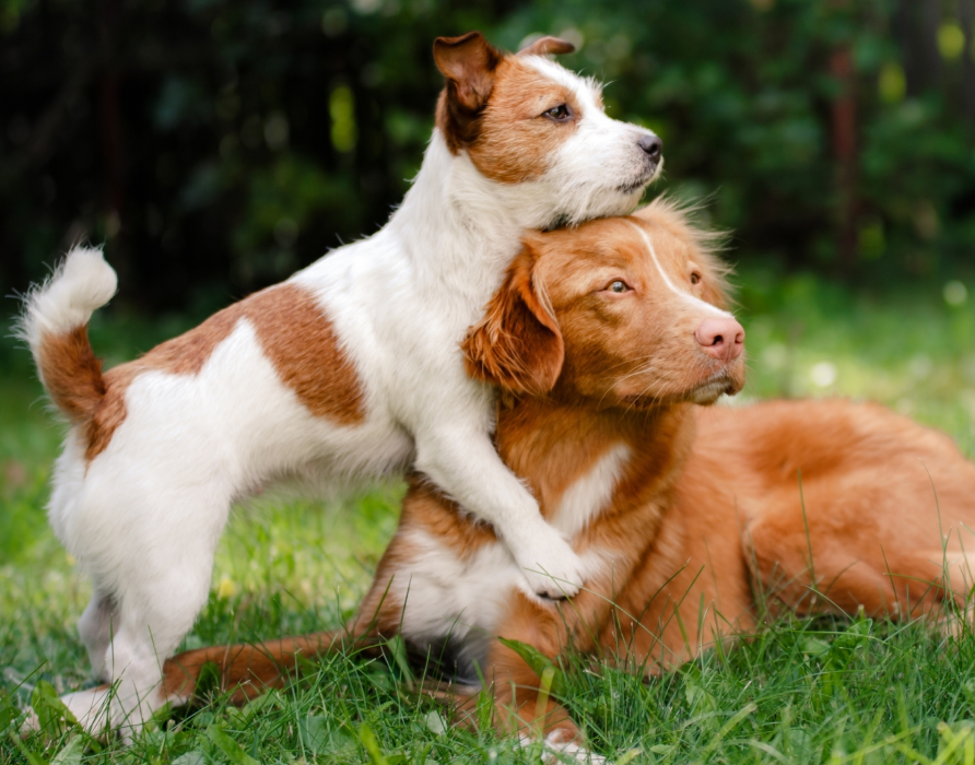 Perfekt für – Körper, Geist und Seele