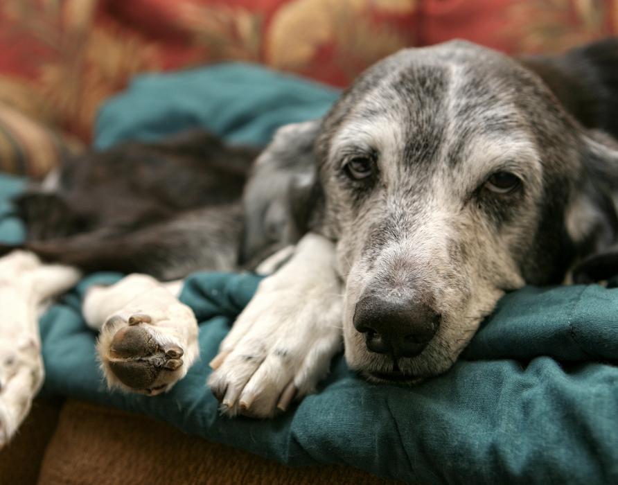 Rekonvaleszenz - Zurück zu gewohnter Stärke