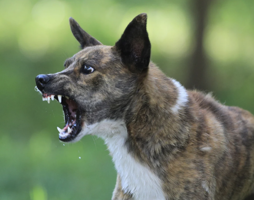 Rüpel-Rüden - Für die hormonelle Balance 