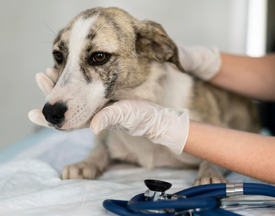 Tierarztbesuche - Ohne Stress zur Kontrolle
