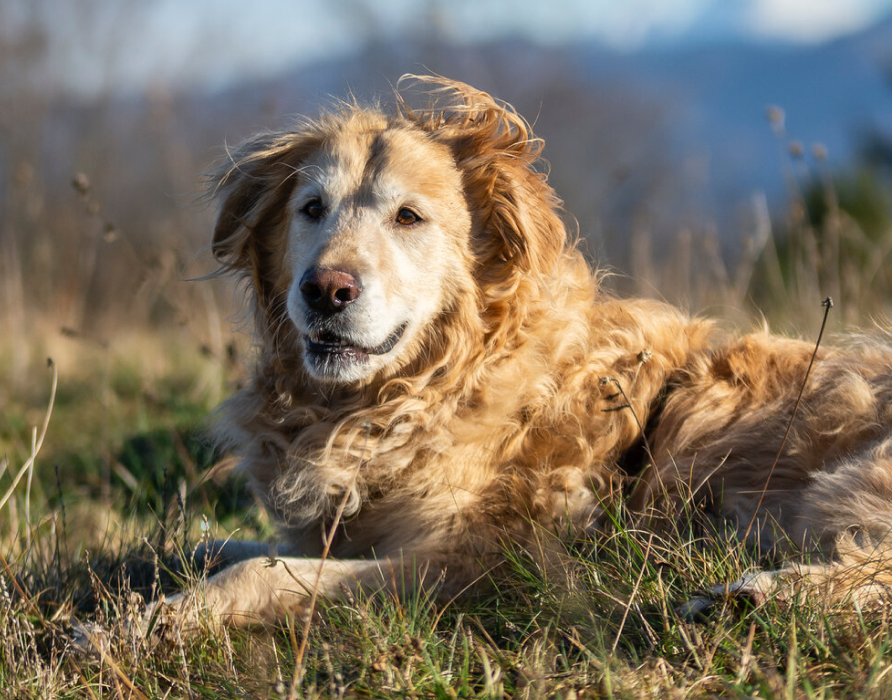 Tick and flea - Our Attack Protect