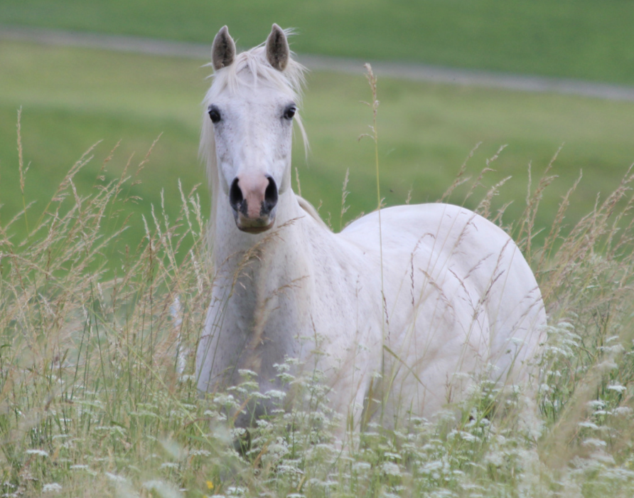 tick prevention - during the summer months