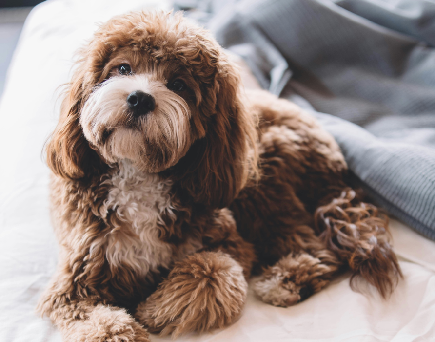 Bestsellers – Your nacani Favorites